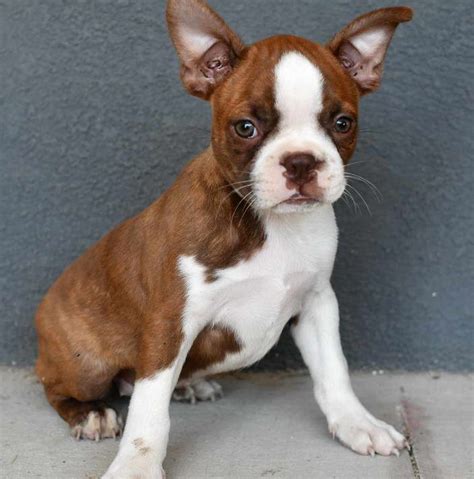 boston terrier puppies oklahoma|boston terrier puppies price range.